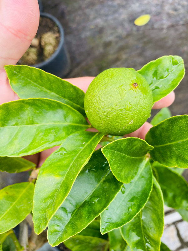 Citrus Aurantiifolia, Saure Limette, Mexikanische Limette, Key Lime