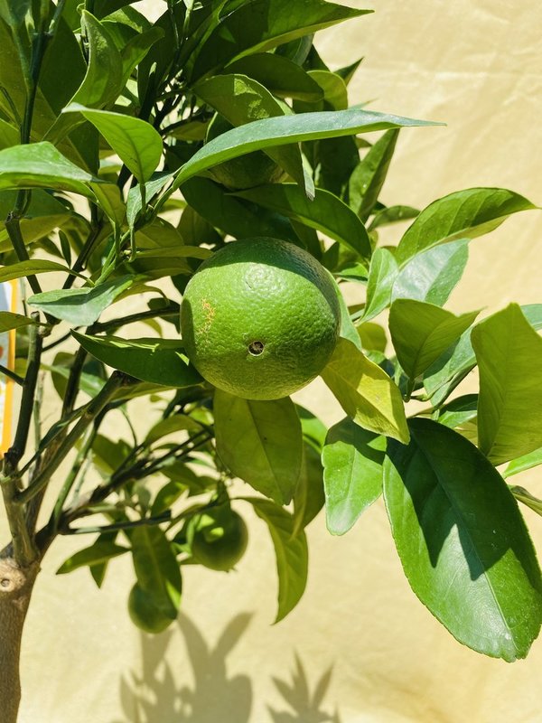 Citrus Sinensis Navelina, Nabelorange