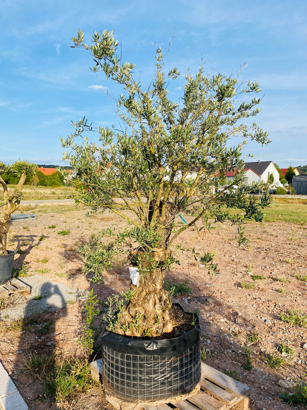 Olivenbaum "der Struwwelpeter" knorriger Stamm