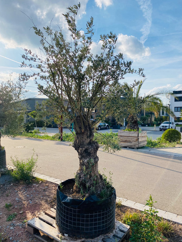 Olivenbaum "der Struwwelpeter" knorriger Stamm