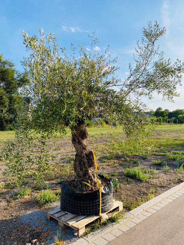 Olivenbaum "Blättertolle" Knorriger Stamm