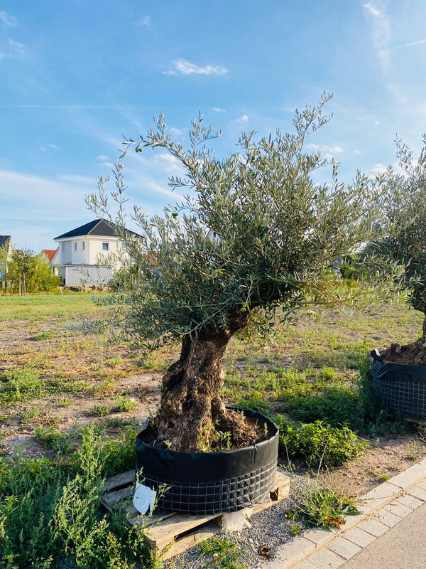 Olivenbaum "der schiefe Turm von Krautostheim" Knorriger Stamm