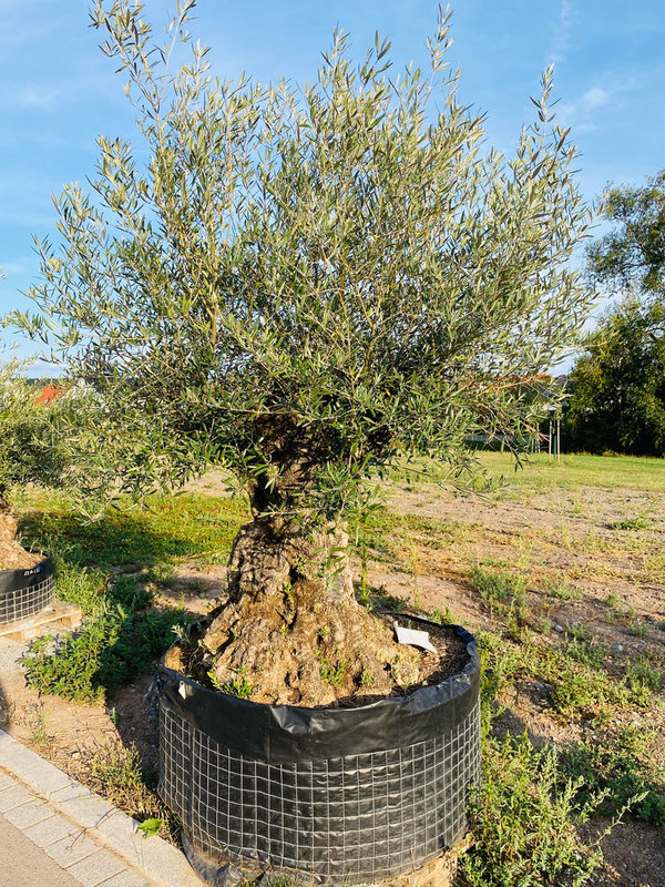 Olivenbaum "der Höhlenforscher für Spatz und Maise" Knorriger Stamm