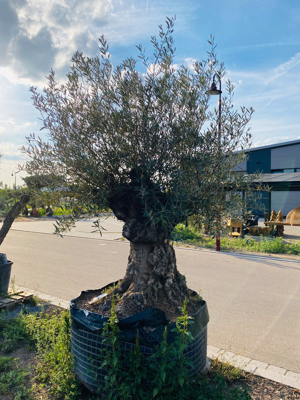 Olivenbaum "der Höhlenforscher für Spatz und Maise" Knorriger Stamm