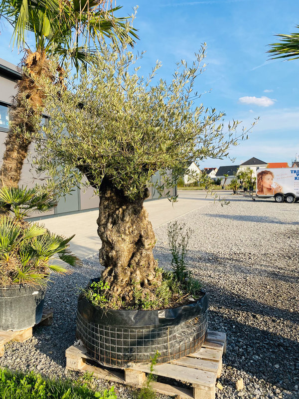 Olivenbaum "der Emmentaler" Knorriger Stamm