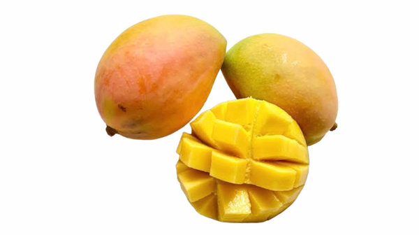 Mango Kensington